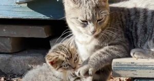 Esta gata embarazada y solitaria está desesperada por ser adoptada por una familia que la alimente y la cuide (vídeo)