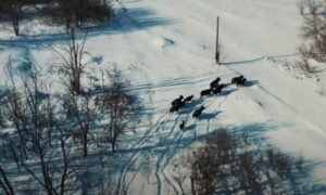 Científicos sorprendidos por las vacas que viven en la zona de Chernóbil