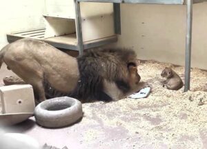 Momento conmovedor Papá León se agacha para saludar a su cachorro por primera vez