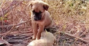 El cachorro abandonado pedía a gritos que su hermana se levantara