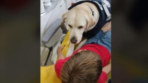 Aldo, un perro, corre para ayudar a un niño discapacitado. Su dulce gesto se ha hecho viral en las redes sociales – VÍDEO