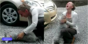 Un Schnauzer perdido se reúne con su dueño despues mucho tiempo y el perro se desmaya de emoción