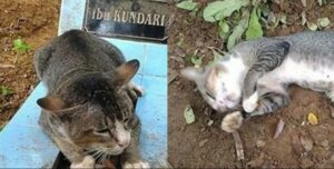 Sorprendido al enterarse de que el gato había estado visitando la lápida de su dueño todos los días durante más de un año