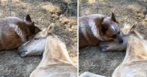 Este adorable perro cuida de un potro abandonado y le da todo su apoyo moral