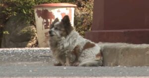 Cachorro de perro ciego espera 10 años a su dueño