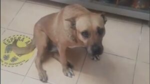 Sira, la perra invita a otro perro a unirse a ella para resguardarse de la lluvia