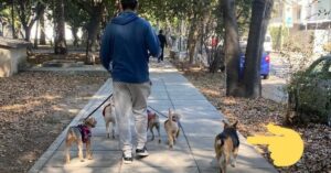 El perro callejero espera todas las mañanas a sus amigos que vienen al parque con el cuidador de perros