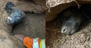 El perro pasa más de 60 horas bajo tierra. Finalmente se reúne con su familia.