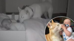 La cámara capta al cachorro vigilando al bebé todas las noches