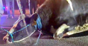 Vaca preñada desesperada por salvar al bebé, salta del camión rumbo al matadero