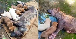 Pobre perra madre, incapaz de acostarse llora esperando ayuda por sus cachorros