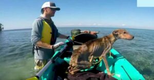 El hombre rescata a un perro hambriento solo en una isla remota y lo lleva a casa