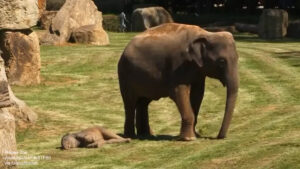 El bebé elefante no se despierta y la madre «pide» ayuda. el adorable video