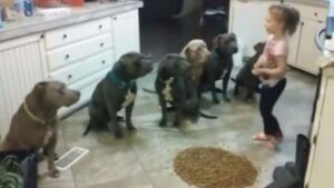 Deja a su hija con 6 pitbulls: Lo que hacen sorprende a millones (Video)