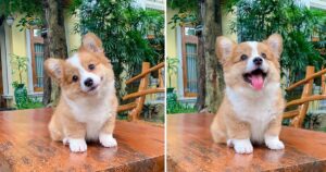 Este pequeño Corgi ama a todos y tiene una personalidad encantadora