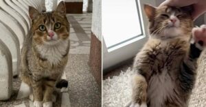 Gigi, el gato que se mudó con la mujer que había sido amable con él