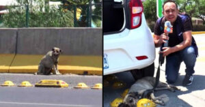 Un periodista interrumpe su emisión en directo para salvar al perro en crisis