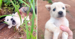 El hombre escucha el grito triste de un perro en la selva y lo encuentra abandonado