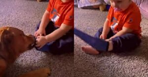 El perro ha aprendido a quitarle los calcetines a su hermanito humano y la escena es divertidísima