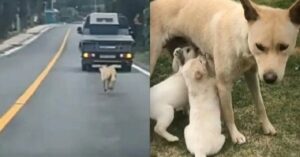 La perra persigue desesperada a la furgoneta para no perder a sus cinco cachorros