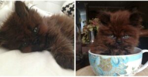 La transformación de Brownie, la gatita que se hizo enorme