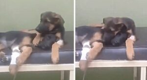 Cachorro consuela a su hermanito, que fue atendido en el veterinario