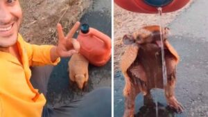 Hombre se detiene para sacar un armadillo del asfalto y refrescarlo con agua