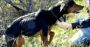 El pobre perro con la pata rota se da cuenta de que una mujer está disponible para ayudarle y salta a sus brazos