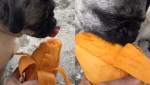 Saluda a su perro antes de ponerlo a dormir dándole un mango, su fruta favorita