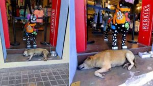 Los dueños de una tienda de ropa adoptan a un cachorro que llegó por accidente