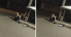 El fiel cachorro hace compañía todos los días a su dueña que ha sido abandonada en la calle por su familia