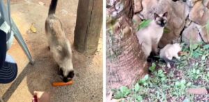 Veterinario ofrece comida a un gato callejero y mira la escena más tierna del mundo