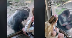 La joven cuidadora del zoo presenta su hijo a los gorilas. Los videos son muy tiernos