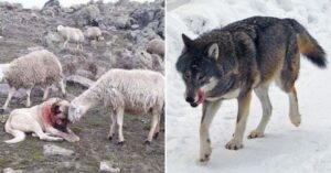 El perro que salvó a la oveja del ataque de un lobo era de la raza responsable de la foto viral del perro consolándola