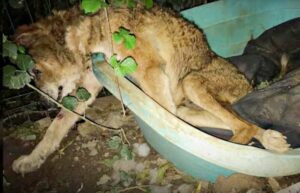 A un perro viejo lo echaron de su casa y lo dejaron esperando su turno.