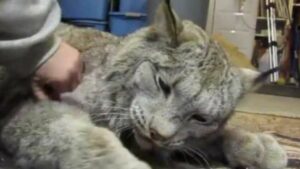 Una lince se convierte en la mejor amiga de una joven veterinaria