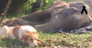 «Se acostó junto a su amigo elefante hasta el atardecer, hasta que dio su último aliento».