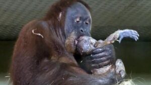 La madre orangután da a luz a su cría y la muestra al cuidador del zoo