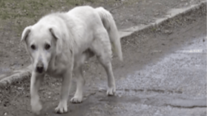 Perro desconsolado tras reencontrarse con el dueño que ya no lo quería