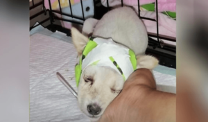 Un cachorro callejero con el cráneo roto sorprende a los veterinarios cuando se despierta listo para una nueva vida