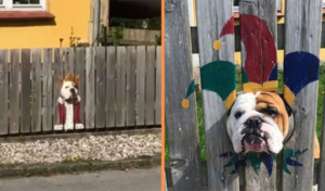 Una mujer pinta el recinto para un bulldog entrometido: los transeúntes lo encuentran divertido