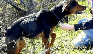 Perro con una pata rota siente que una mujer está ahí para ayudarle así que salta a sus brazos