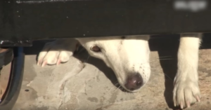 Un perro sin amor se arrastra debajo de su puerta rogando por un hogar, pero la esposa no se da por vencida