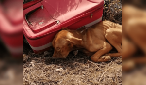 Cachorro abandonado en medio de la nada en una maleta, pero no ha dejado de luchar