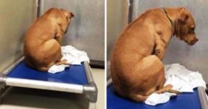 Perro destruido después de que su adopción fracasó, mira a la pared todo el día