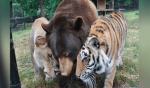 Tras ser salvados cuando eran cachorros, león, tigre y oso se hicieron amigos para el resto de sus vidas.