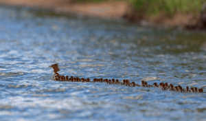 Una ‘supermamá’ fue vista en un lago de Minnesota, con 56 patitos.