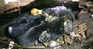 A pesar de la pata rota, la perra llevó a los 13 cachorros al escondite más seguro