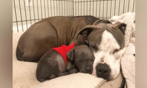 Tras perder a su cachorro, una devastada Pit Bull encuentra el amor con un cachorro abandonado