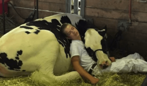 Un Niño Cansado y su Vaca Pierden en la Feria Lechera. Quédate dormidos y conquistan internet